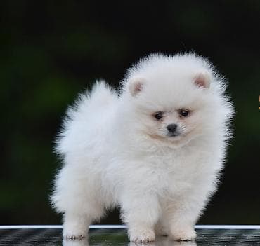boa srbija: Pomeranac Boo. Štenci pomeranca vrhunskog porekla, kratkih njuškica — 3