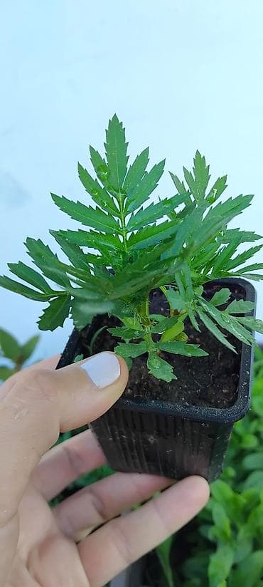folija za bale 500: Sadnice kadifice (Tagetes) - Vrsta: jednogodišnja ukrasna i korisna — 1