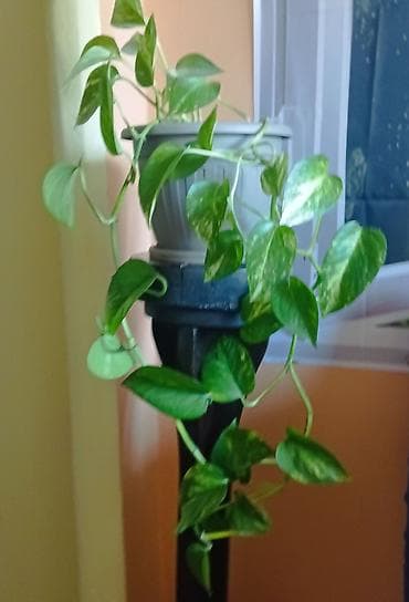 kucno cvece: Zlatna puzavica (Epipremnum aureum) u saksiji prečnika 20cm, dužina — 4