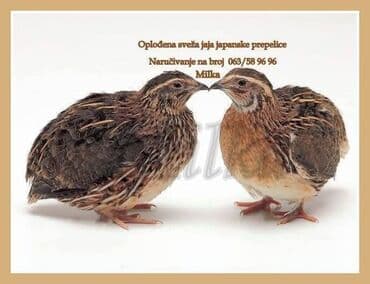 resetke za odvod vode: Uvek sveža oplođena jaja japanske prepelice dobro skladistena na — 5