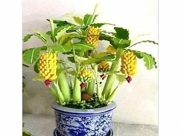 05. MINI BANANA Musa velutina (otporna na mraz) Cena 950dinara INIMini