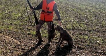 udomljavanje pasa zrenjanin: Vajmarski ptičar Ženka Vajmarskog ptičara stara 3 godine, od lovnih i — 3