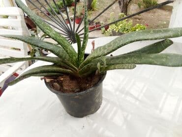 velike sobne biljke prodaja: Aloja — 1