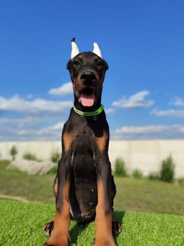 Psi: Doberman mužijaci Oštenjeni 25.05 Vakcinisani revakcinisani Šabac — 2