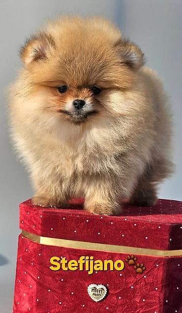 Other Pets & Animals: Pomeranac Boo. Vrhunski stenci pomeranca, kratkih njuškuca — 8
