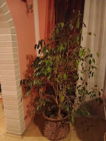 sobne biljke beograd: Veliki sobni fikus benjamin (Ficus benjamina) u dekorativnoj pletenoj — 4