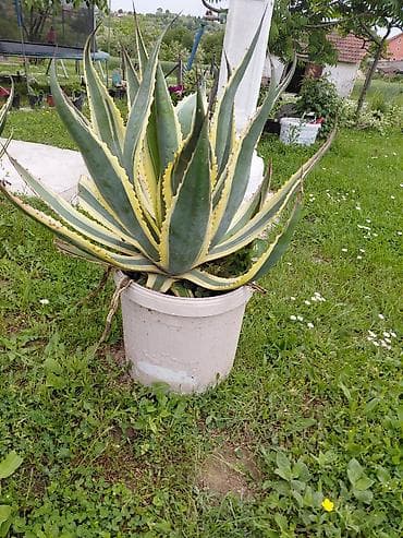 alat na prodaju: Agava americana ‘Variegata’ u saksiji - Velika, dekorativna agava sa — 2