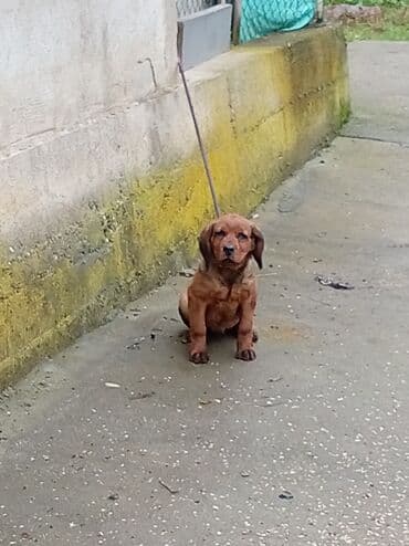 Alpski brak jazavicar jednog muziaka odgovaram na poruke ova je cena