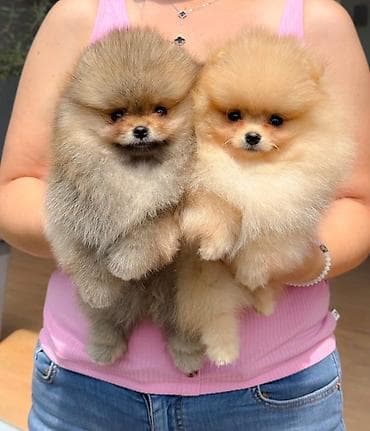 Sweatpants: Pomeranci.
Dostupni stenci vhunskog kvaliteta — 1