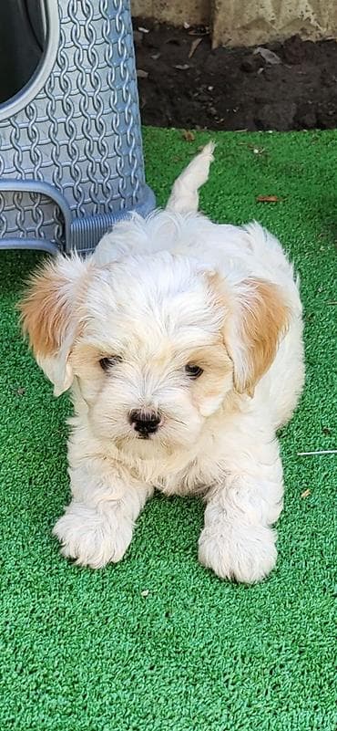 antialergijski psi: Maltipoo-Cavapoo Cavapo-Kavapu stenci oba pola.Majka Cavapo a otac — 5