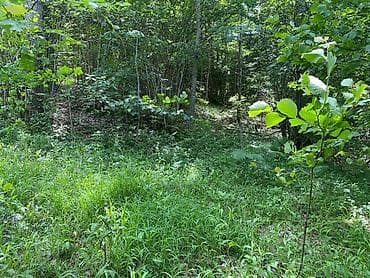 prodaja placeva bor: Na prodaju placevi različitih površina – 10a, 20a, 50a i 1ha.   — 9