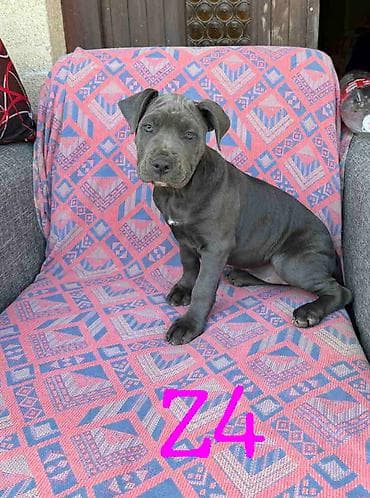 psi za udomljavanje: Pitbul Blue Nose stenci Ostenjeni 26.01. 2026. Primili 2 vakcine — 1