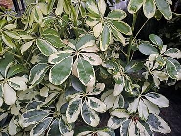 sobni javor: Filadendron, velika biljka sa prve slike je 1000, Chlorophytum sa — 7