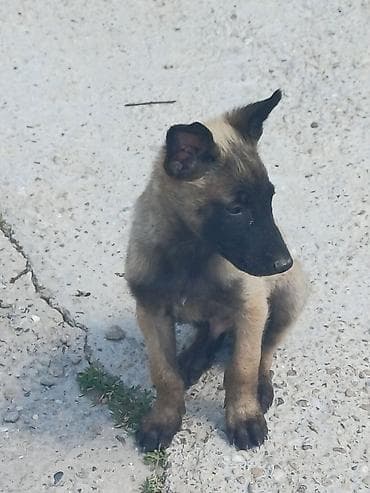 zuti psi: Štenci (verovatno tip belgijskog ovčara – malinoa) - Starost: mladi — 4