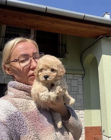 psi na poklon kupujemprodajem: Maltipoo vrhunske genetike u registrovanoj odgaivacnici Bahu Djokovic — 3