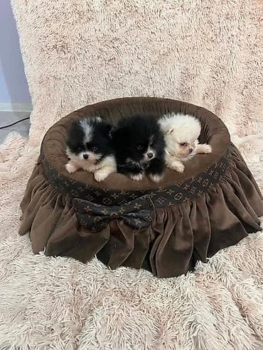 beli psi: Pomeranac, vrhunski štenci POMERANCI devet nedelja stari, vrhunskog — 5