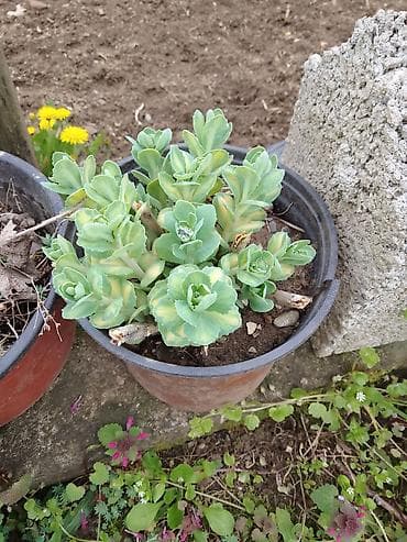 fotelje za terasu: Sukulenti u saksijama – više vrsta - Sedum (različite sorte) — 4