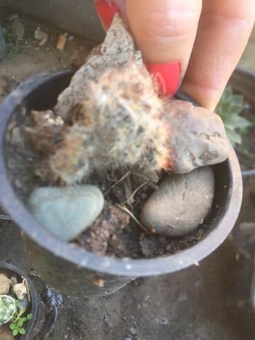 forma ideale ormari za sobu: Kaktusi vise vrsta — 4