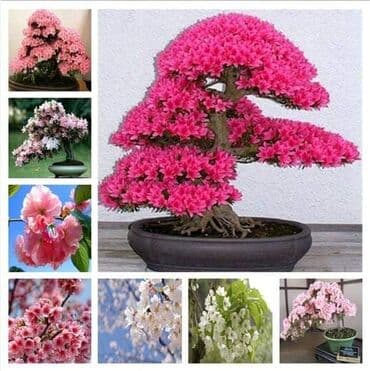 mini motorne testere: Sakura Bonsai mini japanska trešnja seme
Cena: 550din/5 semenki — 1