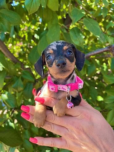 Odgajivacnica pasa "Happy Puppies" ima u ponudi patuljaste jazavicare na lalafo.rs Odgajivacnica pasa "Happy Puppies" ima u ponudi patuljaste jazavicare