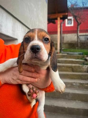 cane corso srbija: Bigl štenci Prodajem prelepe rasne štence rase Bigl, oštenjene — 10