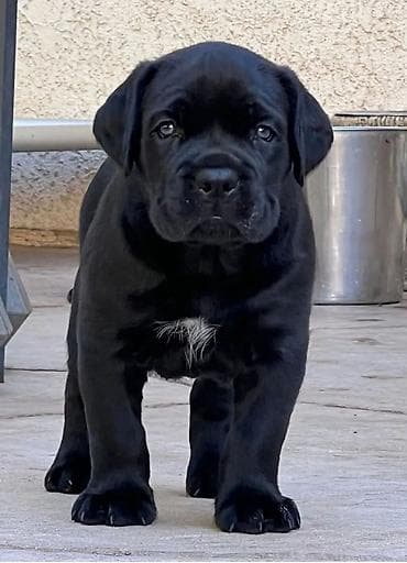 labrador retriver crni: Ako tražite vernog člana porodice, obratite se nama i postanite — 1