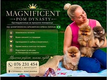 štene pomeranca: Pomeranci, ekskluzivni štenci brazilske krvne linije Odgajivačnica — 6
