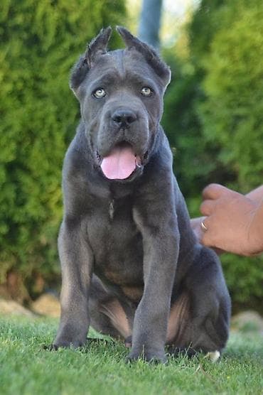 sivi psi: Cane Corso, vrhunski štenci Nasa odgajivačnica Vam nudi štence Kane — 6