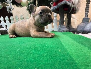 Dogs: Štenci francuskog buldoga. U novogodisnjoj ponudi sjajno leglo — 5