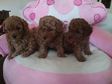 maltezer mali psi za stan na poklon: TOY PUDLE Izuzetni štenci ženke i mužjak, oštenjeni 23.3.2026. od — 1