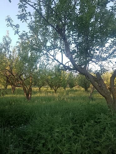 6000 eura jeftine kuće prodajem kuću za 3.000 evra: Plac-Voćnjak sa starijim stablima na blagoj padini - Ograđen zeleni — 2