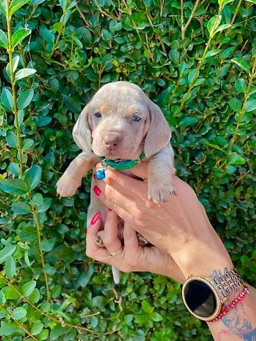 Odgajivacnica pasa "Happy Puppies" iz Novog Sada ima u ponudi stence na lalafo.rs Odgajivacnica pasa "Happy Puppies" iz Novog Sada ima u ponudi stence