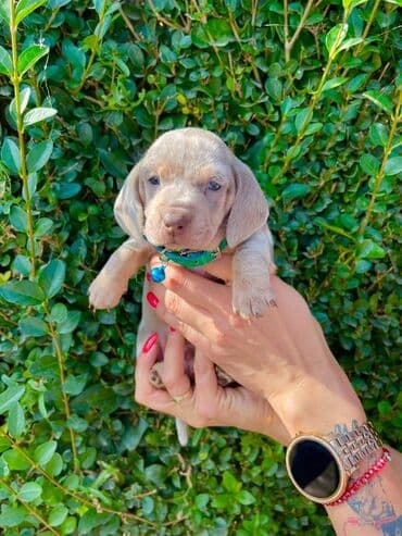 labrador psi: Odgajivacnica pasa "Happy Puppies" iz Novog Sada ima u ponudi stence — 1