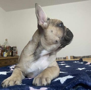 Cats: Francuski buldog, štene fawn boje sa crnom maskom. Detalji: - Rasa — 3