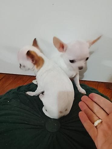 mini pomeranac prodaja: MINI ČIVAVE. Mini čivave oba pola kristalno bele, zlatne i — 9