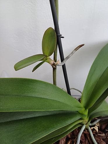 privesci za samoodbranu: Keiki pasta za razmnozavanje i produzetak cvetanja vaše — 7