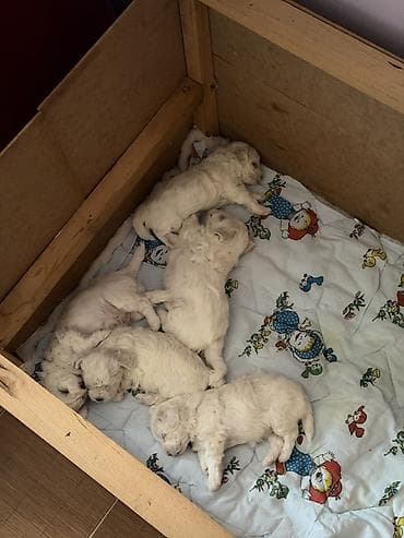 ovcar psi: Bišoni – pahuljasti, kovrdžavi psi sa crnim okicama. Mekana — 7