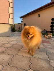 pomeranac srbija: Pomeranac muski star 10 meseci — 3