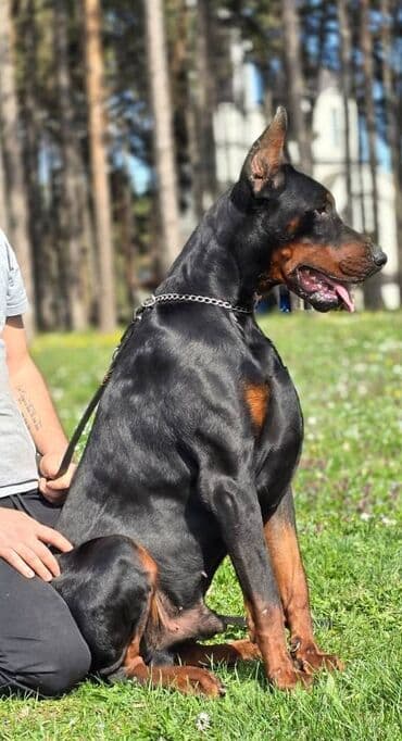 Psi: Mužijak dostupan za parenje T - Rex v Belic house Genetski testiran — 1