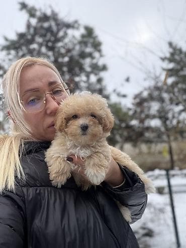 Donji delovi trenerke: Maltipoo vrhunske genetike u registrovanoj odgaivacnici Bahu Djokovic — 3