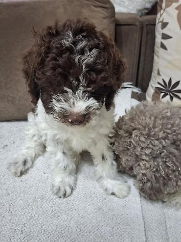riba cena: Rase: kovrdžavi štenad malog do srednjeg rasta rase Lagotto Romagnolo — 10