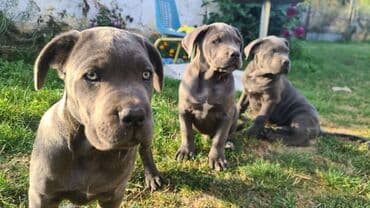 Psi: Prodajemo štence CANE CORSO vhunskog izložbenog kvaliteta sa — 10