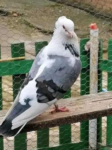 Oprema za kućne ljubimce: Beloglavi Mavijan izležen preko parenja Blek, Čava, Vasiljević — 5