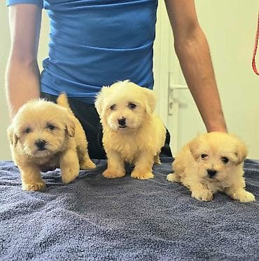 maltezer mali: Prelepi Maltipoo štenci Na prodaju štenci MALTIPOO Vakcinisani i — 2