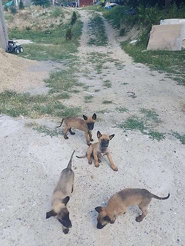 zuti psi: Štenci (verovatno tip belgijskog ovčara – malinoa) - Starost: mladi — 5