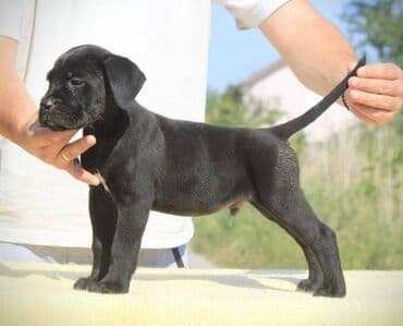 Psi: Cane Corso štenci dostupni za rezervaciju! U ponudi imamo tri — 10