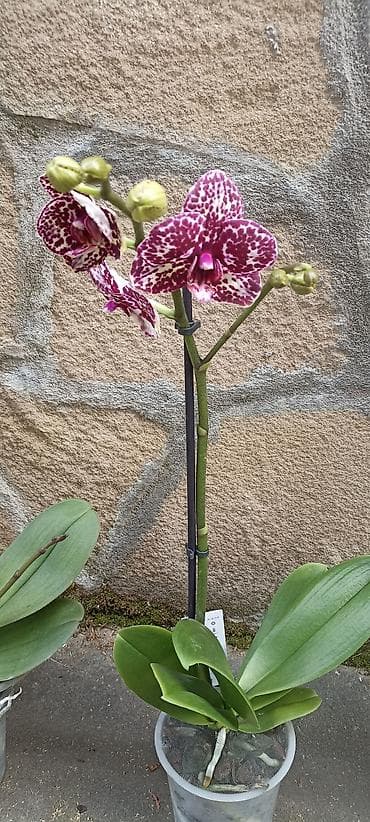 Ostale kućne biljke: Phalaenopsis - 3300 ( cena za sve tri) Phalaenopsis orhideje u — 2
