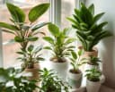 Houseplants