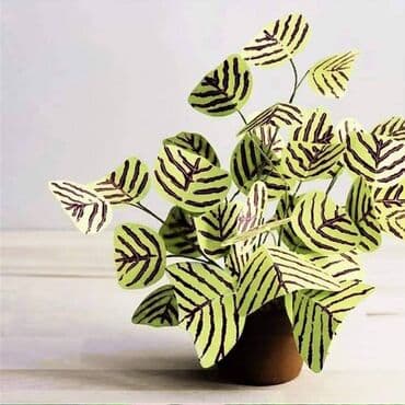 Cena 650din 10 semenki na lalafo.rs Cena 650din 10 semenki