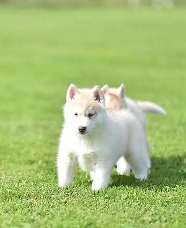 zenske broj: Prelepi štenci sibirskog haskija na prodaju. U ponudi štenci sibirskog at lalafo.rs — 7 zenske broj: Prelepi štenci sibirskog haskija na prodaju. U ponudi štenci sibirskog — 7